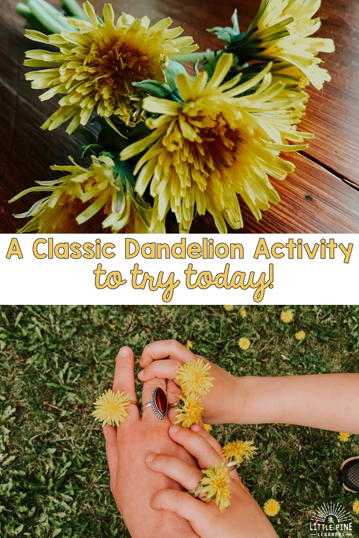 Make a dandelion ring today!