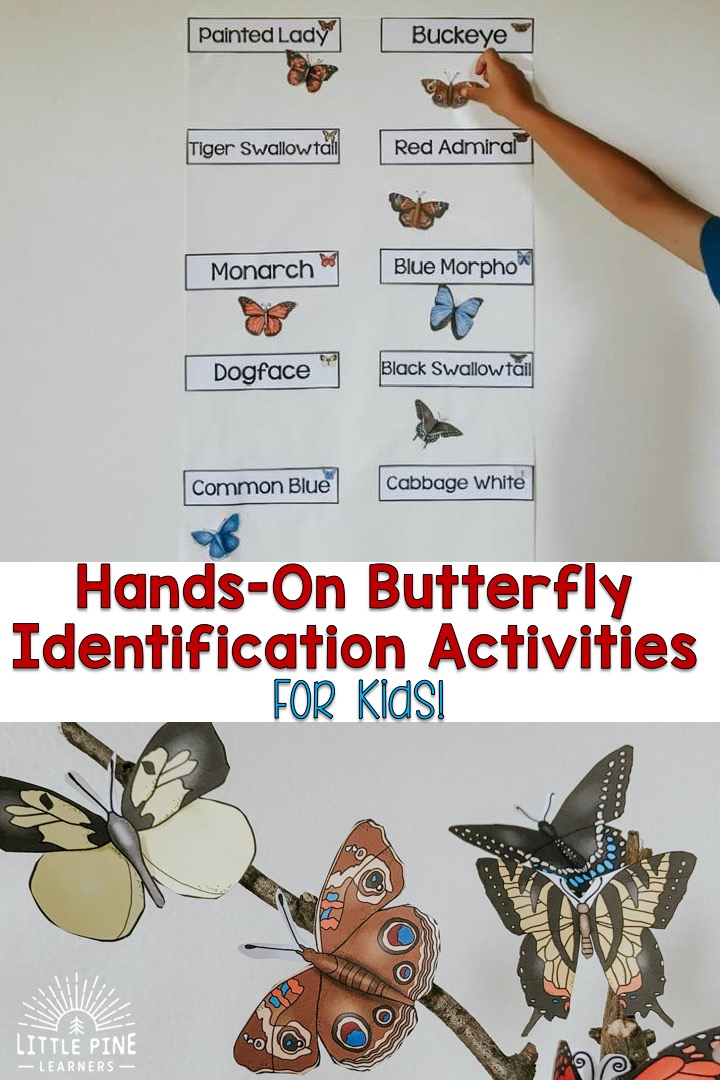Looking for butterfly activities for kids? Check out our giant butterfly identification chart, beautiful butterfly stick bouquet, outdoor butterfly fact scavenger hunt, and much more!