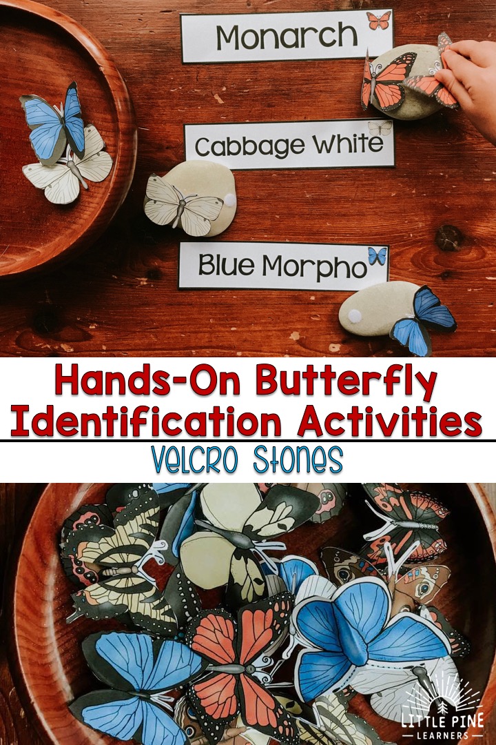 Looking for butterfly activities for kids? Check out our giant butterfly identification chart, beautiful butterfly stick bouquet, outdoor butterfly fact scavenger hunt, and much more!