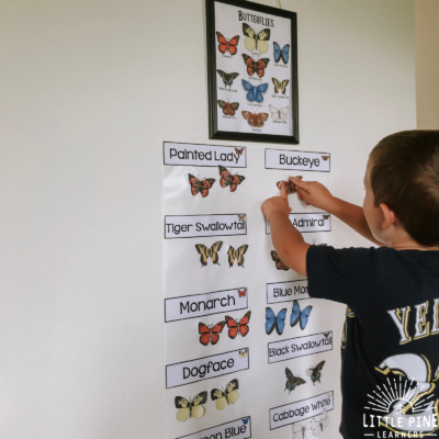 Hands-On Butterfly Identification Activities for Kids