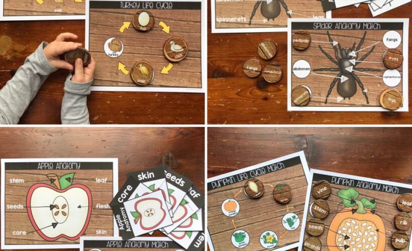 Looking for fun ways to teach fall nature anatomy and life cycles to children? Ideas for beautiful posters, matching games, vocabulary cards, cut and paste activities, and nature word building mats are all included in this post! Don't miss out on these ideas if you are teaching about apples, bats, pumpkins, turkeys, or spiders this year.