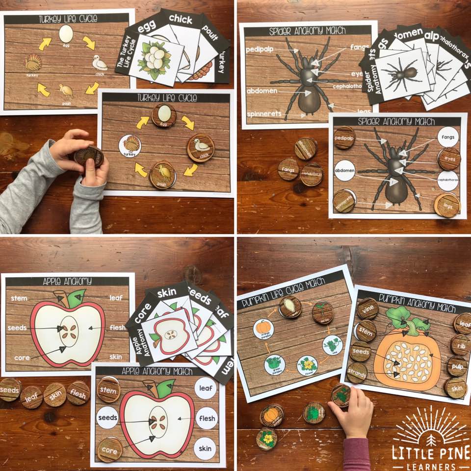 Fall Nature Anatomy and Life Cycle Activities for Kids • Little Pine  Learners