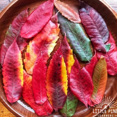 How to Preserve Fall Leaves with Beeswax