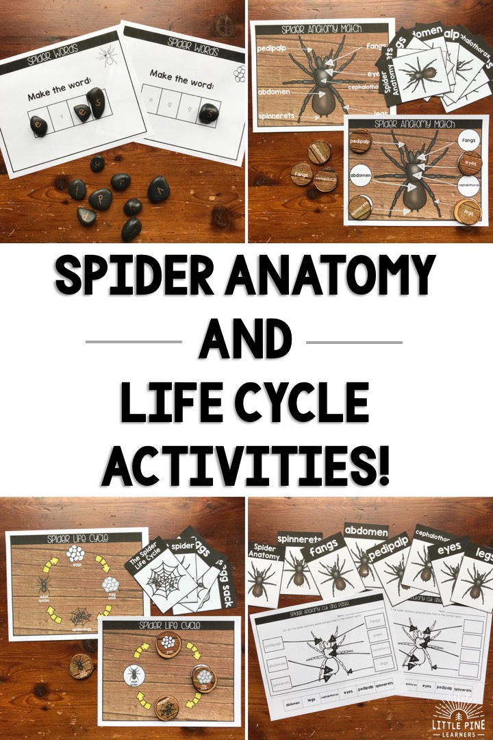 Looking for fun ways to teach fall nature anatomy and life cycles to children? Ideas for beautiful posters, matching games, vocabulary cards, cut and paste activities, and nature word building mats are all included in this post! Don't miss out on these ideas if you are teaching about apples, bats, pumpkins, turkeys, or spiders this year.
