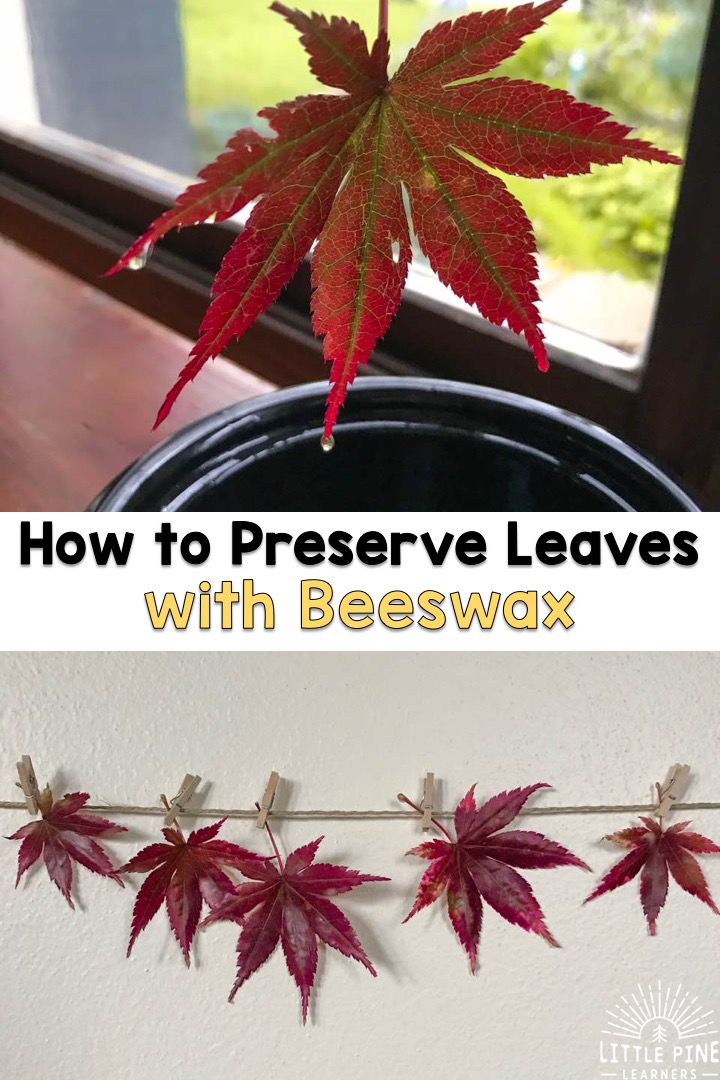 How to preserve leaves. 
