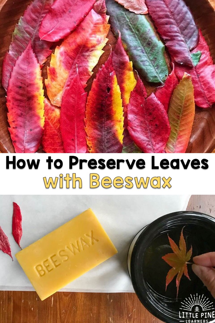 How to preserve leaves!