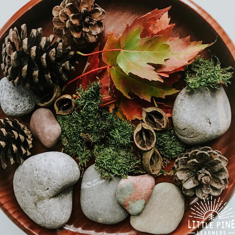 Here is a simple, inexpensive and beautiful nature math activity for kids! This is perfect for the homeschool or classroom setting and can be easily differentiated to meet the needs and interests of all young learners. If you love to bring the outdoors in then this one is for you!
