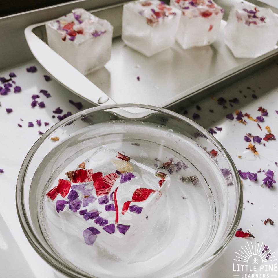Try this ice sensory activity for an easy indoor or outdoor activity! Kids love the feel of cold ice in their hands and enjoy the challenge of freeing all of the pieces of flower confetti from the ice cubes. Give this zero waste activity a try today!