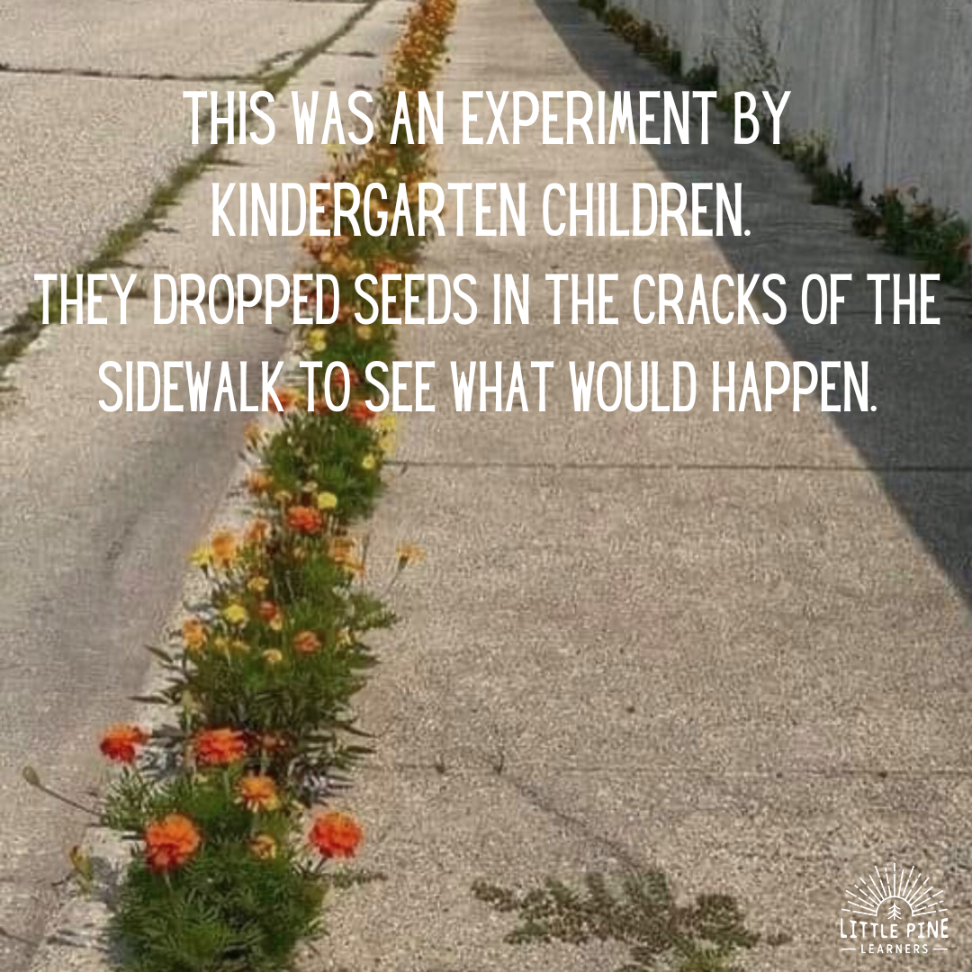 Kindergarten experiment