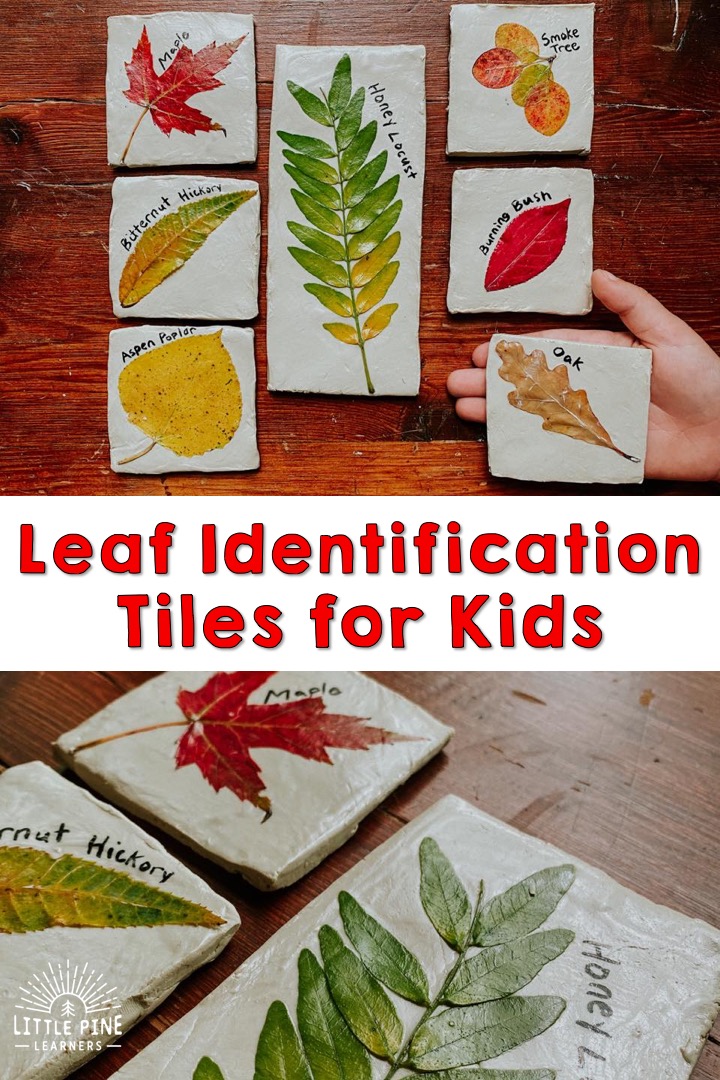 Beautiful Leaf Identification Tiles, Types Of Leaf Tables