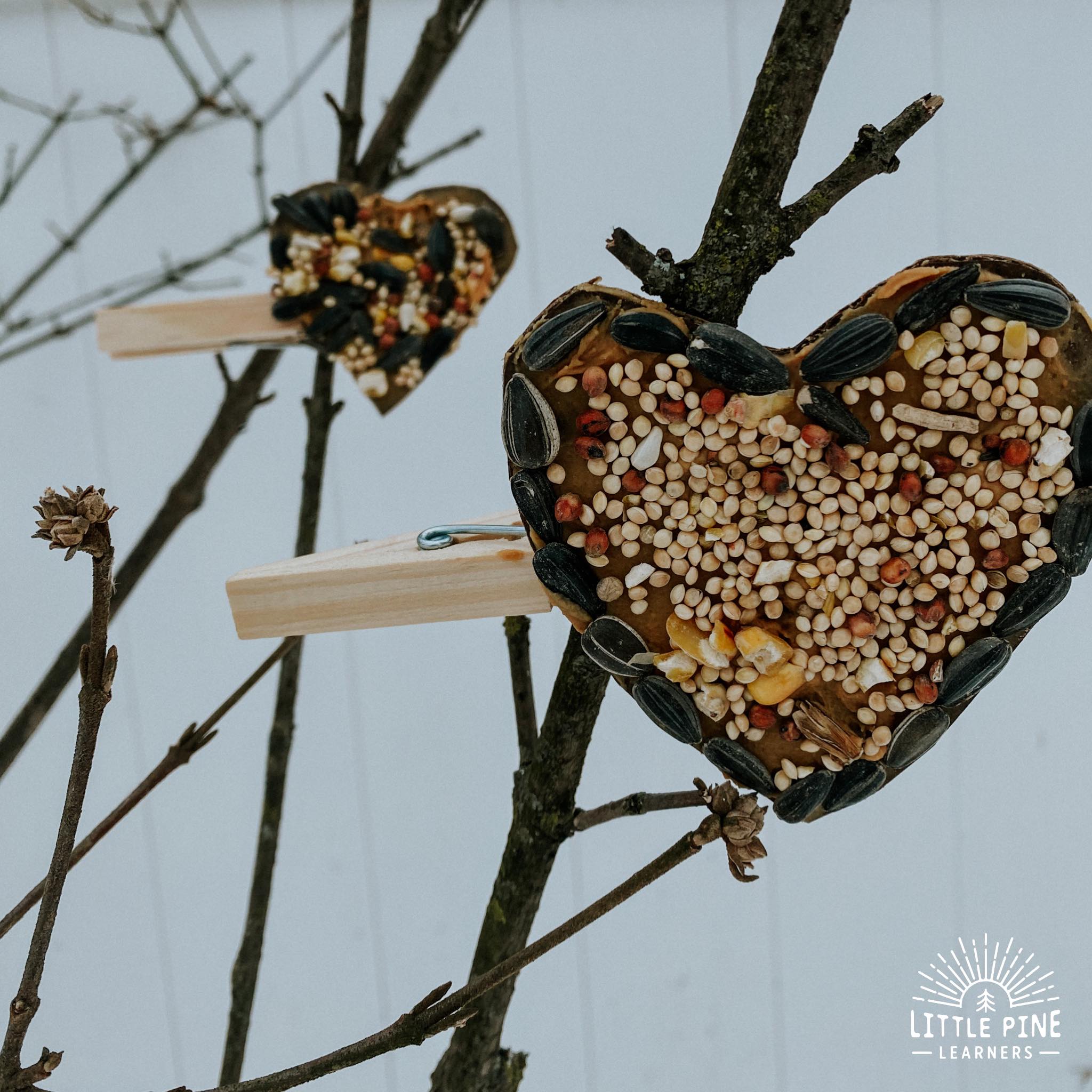 Clothespin Bird Feeders for Kids