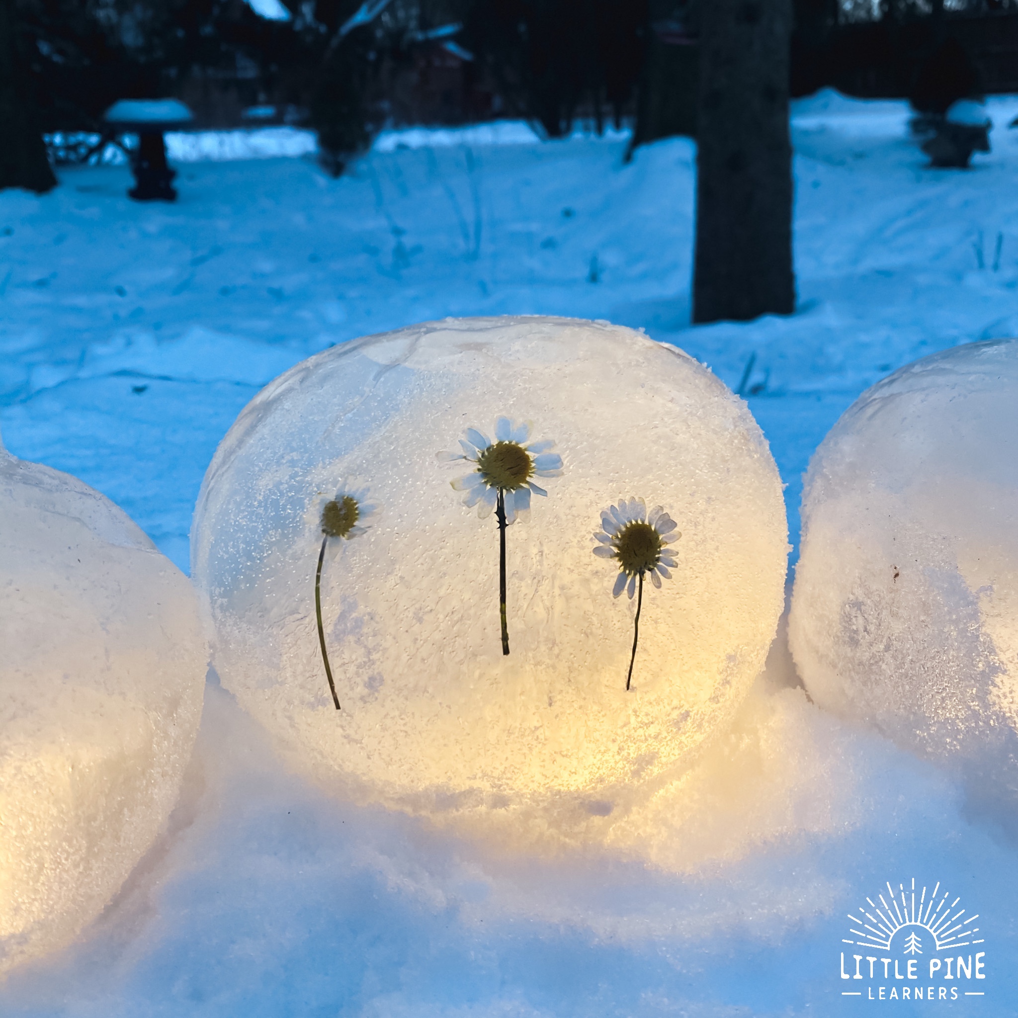 Ice luminaries with pieces of nature