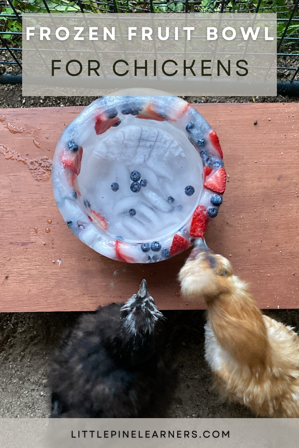 Frozen Fruit Bowl for Chickens