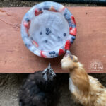 Frozen fruit bowl for chickens