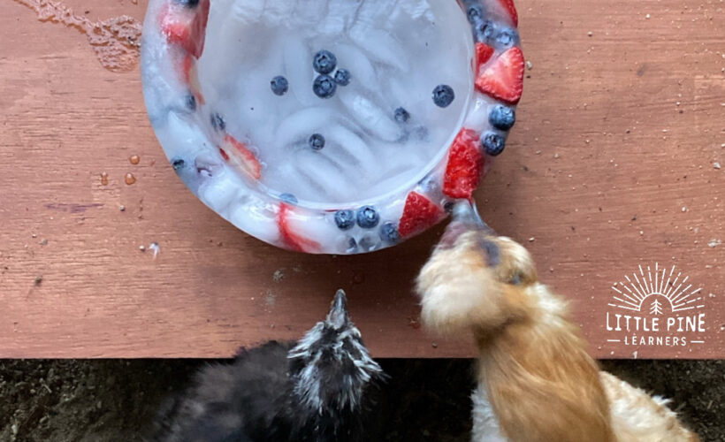 Frozen fruit bowl for chickens