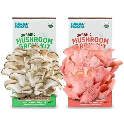 Back to the Roots Organic Mushroom Grow Kit - Oyster and Pink Mushroom 2-Pack Variety - Indoor Non-GMO Growing Kit - Produces 3-4 Servings and Grows in 10 Days
